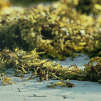 Macro-algue-Enteromorpha